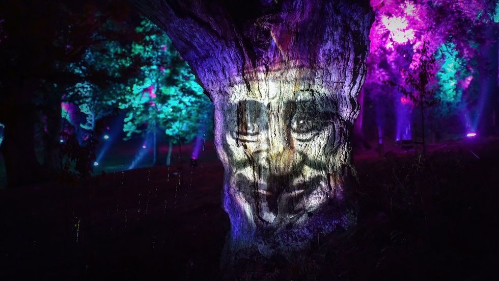 Dreaming Tree Windsor light trail