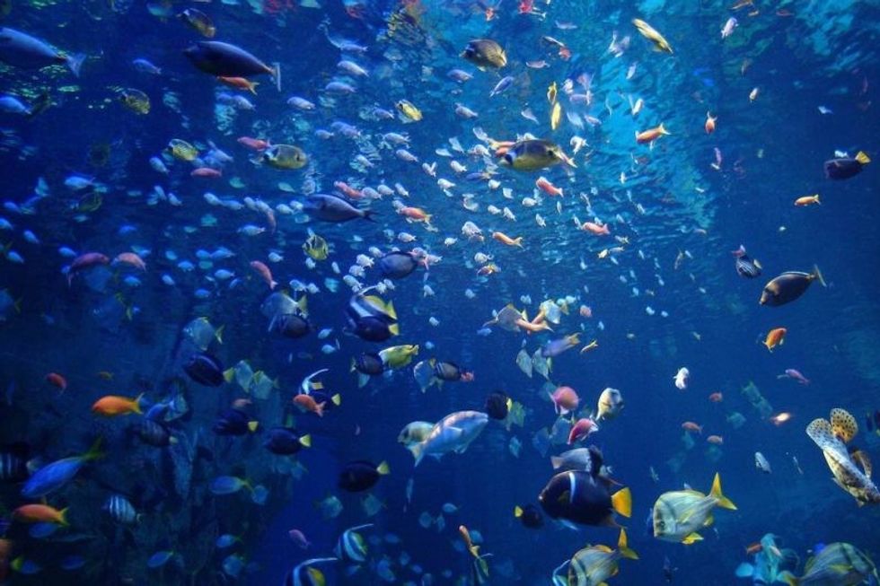 DRG Consulting Aquarium consulting wellbeing wellness