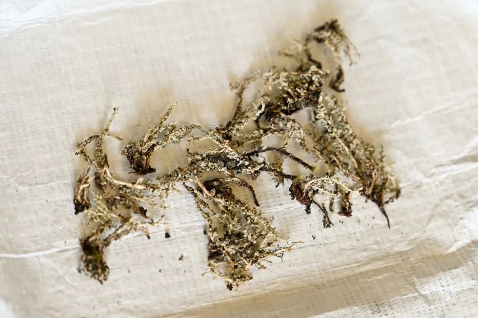 Dried moss on a white textured paper surface.