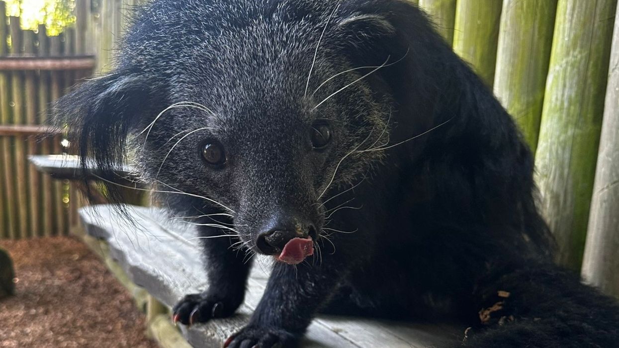 drusillas park binturong