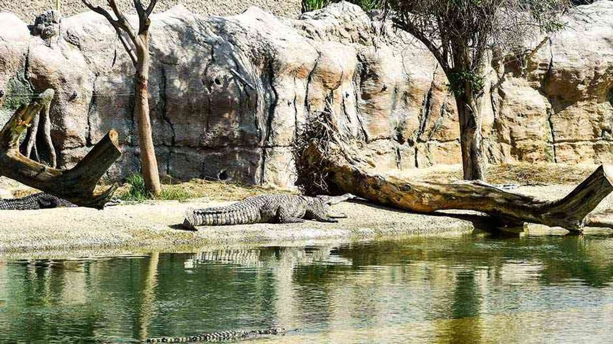 Dubai Safari Set to Become 'Frozen Zoo' wildlife attraction