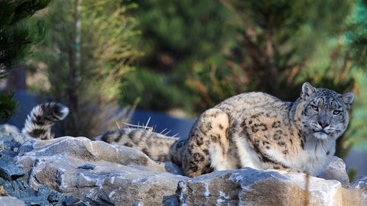 dublin zoo himalayan hills