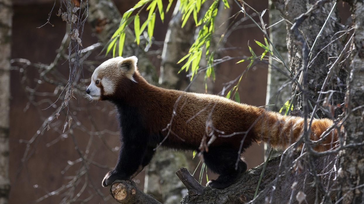 dublin zoo himalayan hills