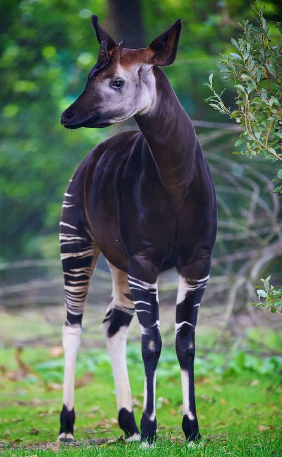Dublin Zoo Okapi