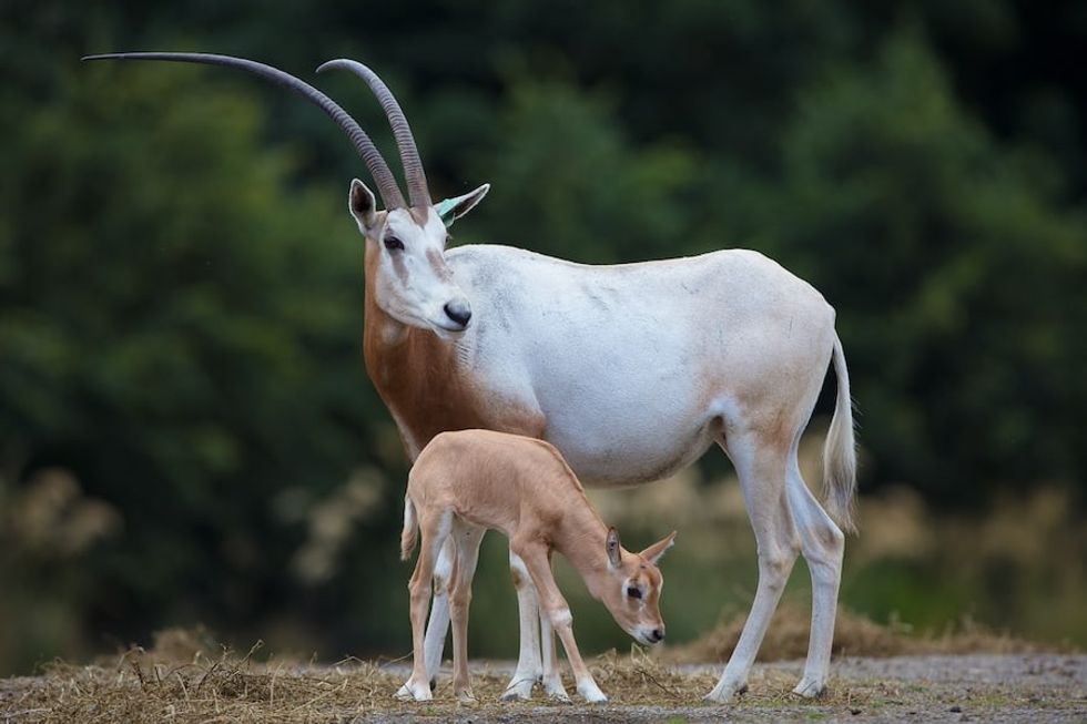 Dublin Zoo Oryx