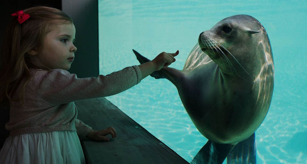 Dublin Zoo_Sea Lions