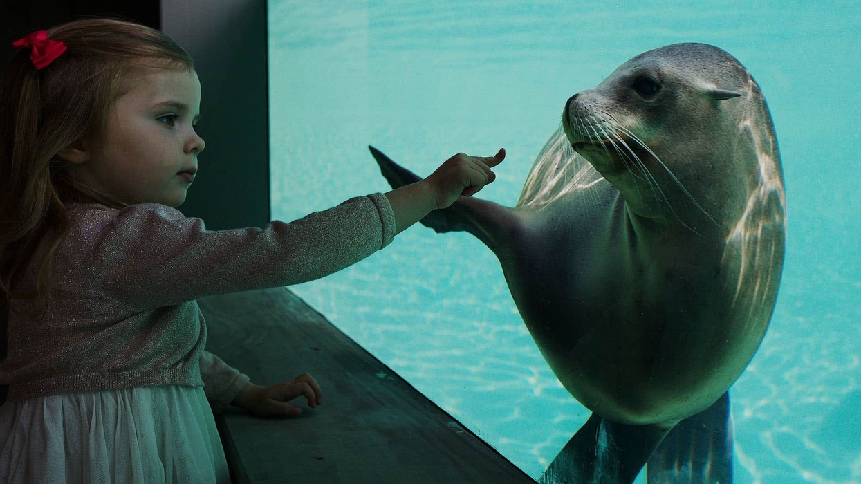 Dublin Zoo_Sea Lions