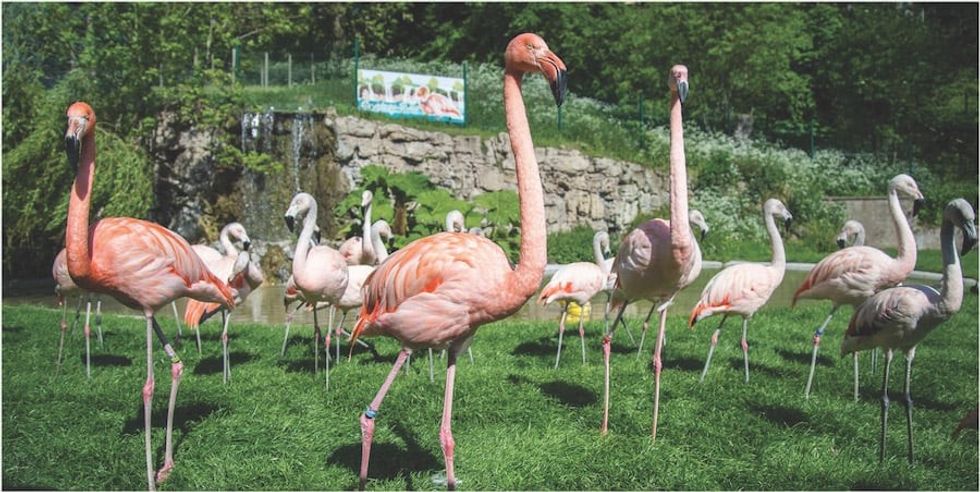 Dudley Zoo flamingos COVID 19 BALPPA