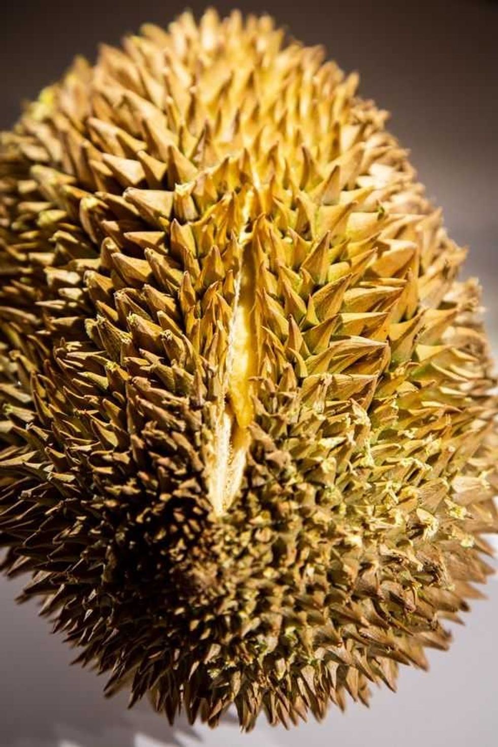 Durian, Disgusting Food Museum