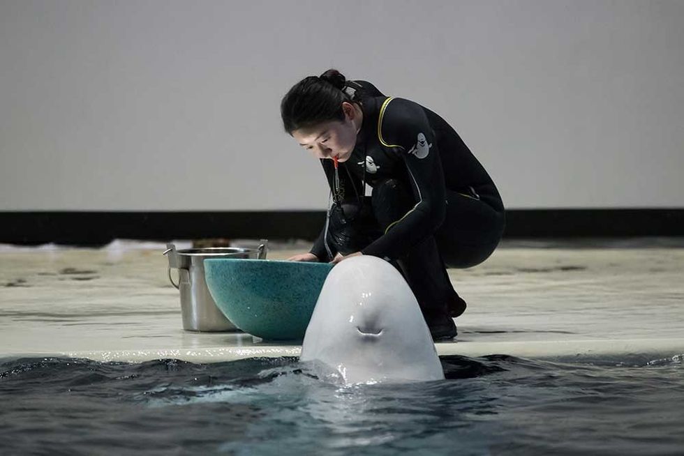 EA LIFE TRUST Beluga Whale Sanctuary Merlin Entertainments Changfeng Ocean World