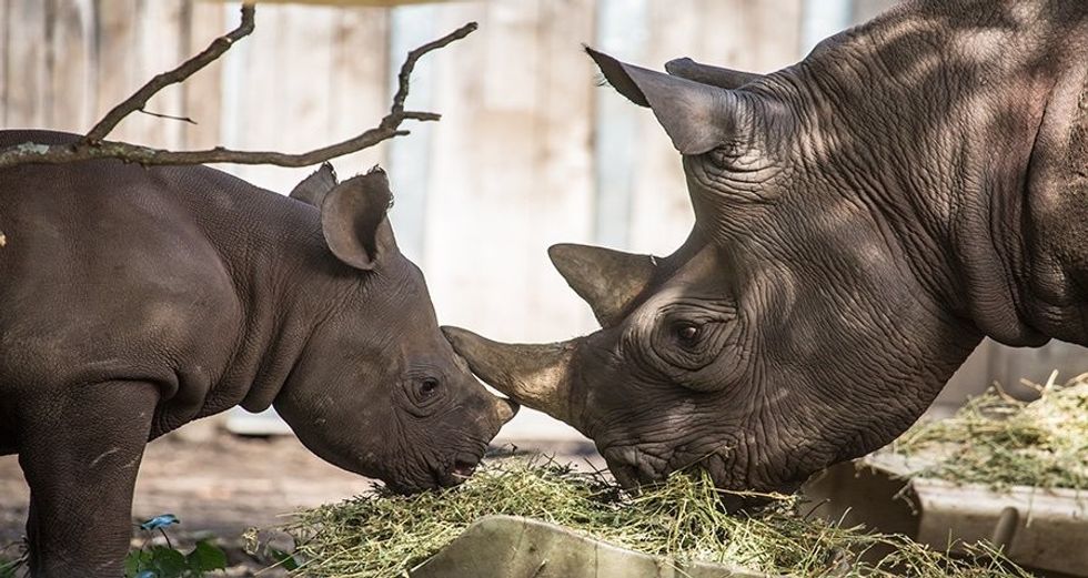 eastern black rhino rhinoceros Lincoln Park Zoo