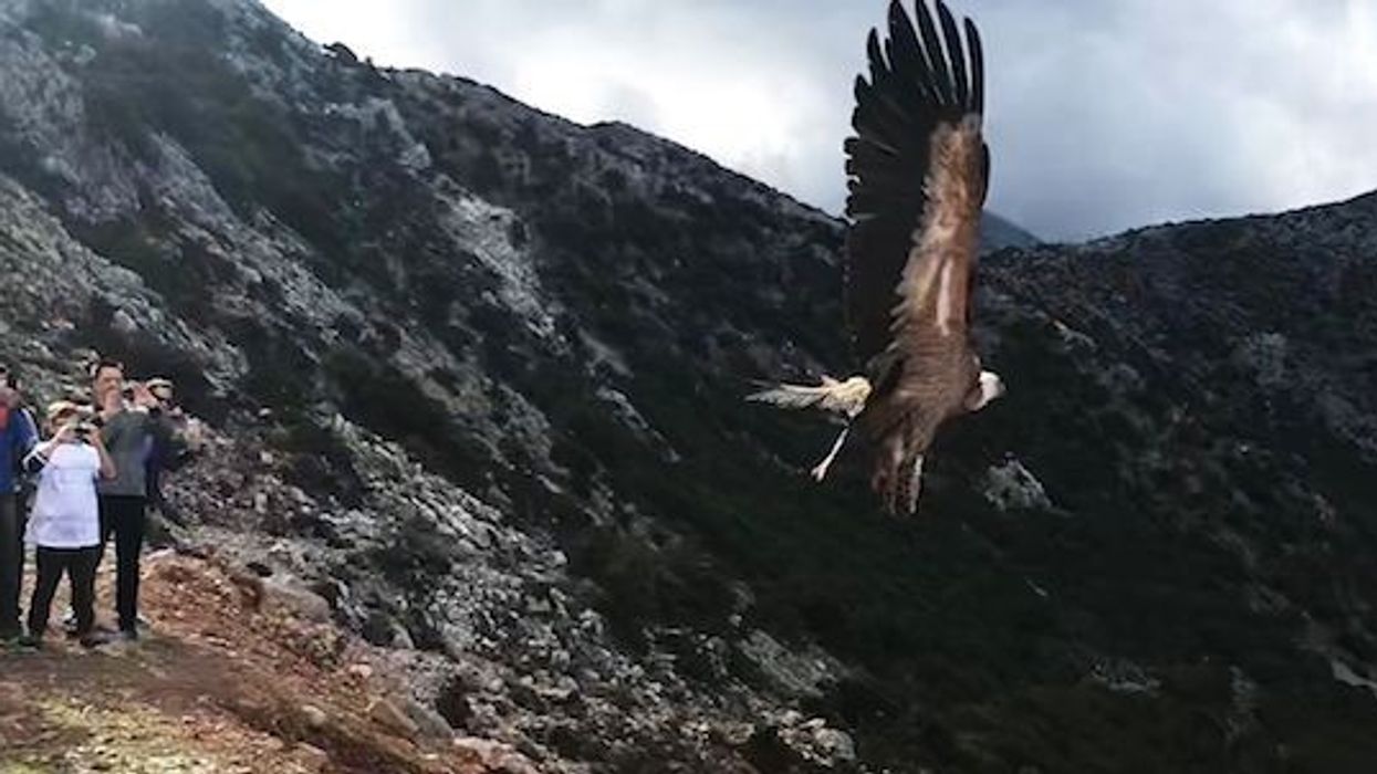 eaza atticapark vulture release