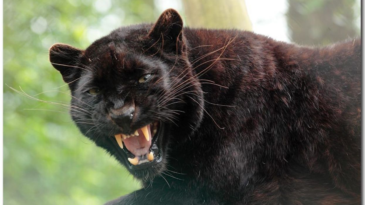 Ebony black panther leopard at exmoor zoo a