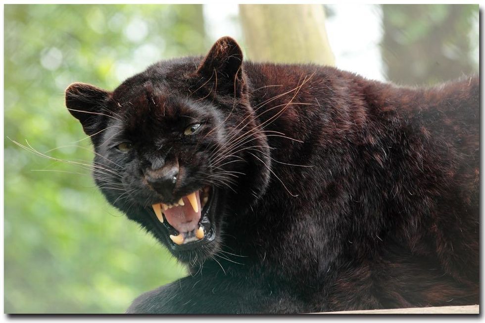 Ebony black panther leopard at exmoor zoo a
