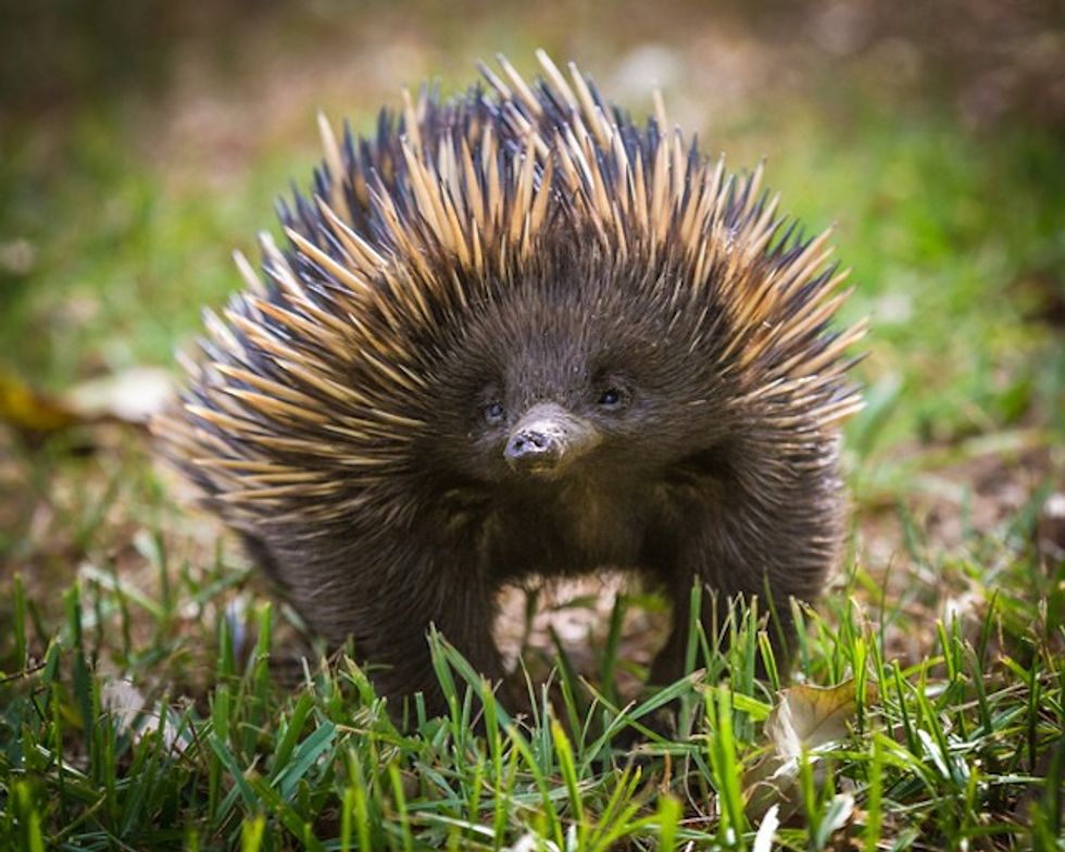 Echidna