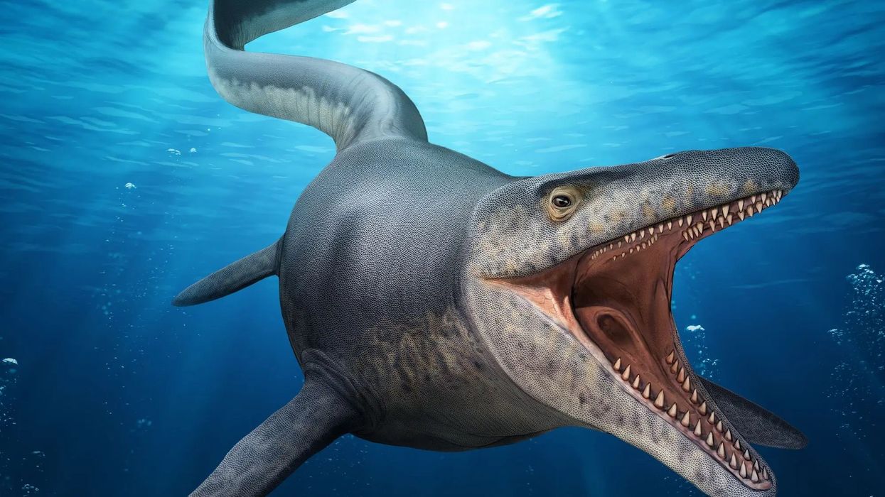 edelman fossil park and museum