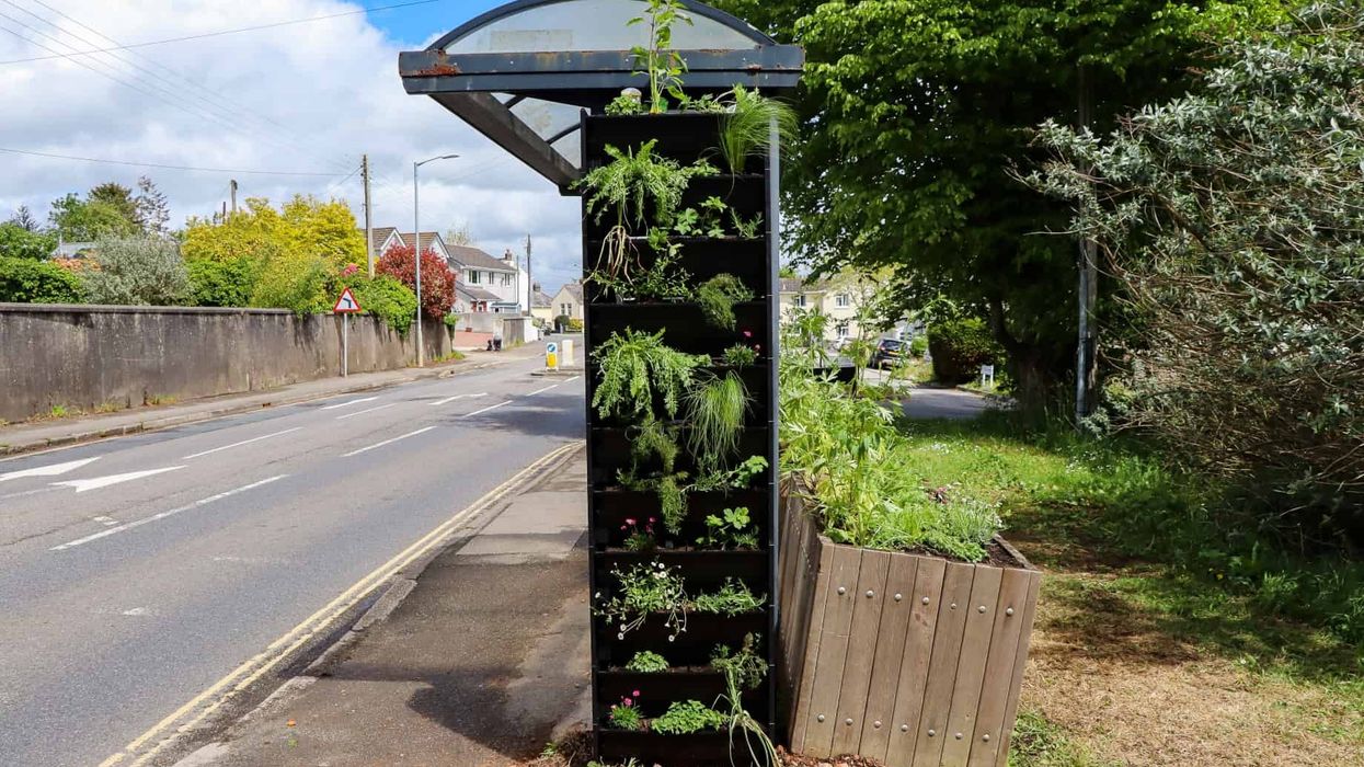 eden project buzz stop