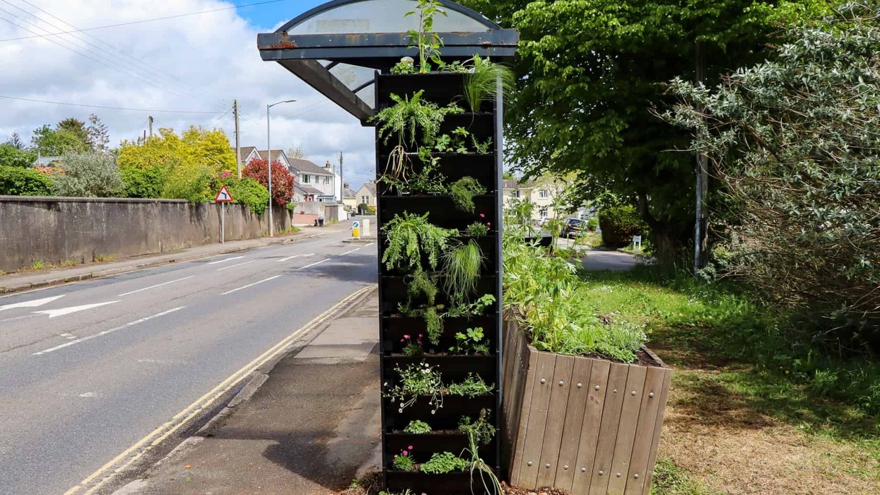 eden project buzz stop