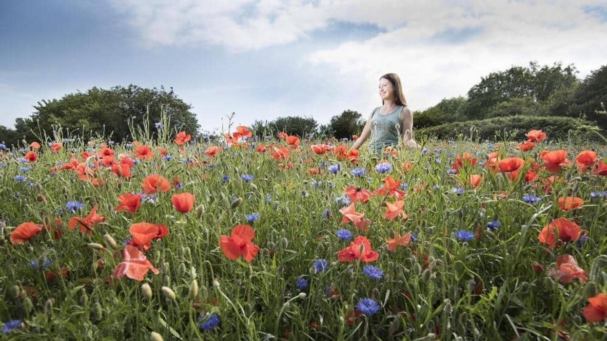 eden project dundee wildflower meadows