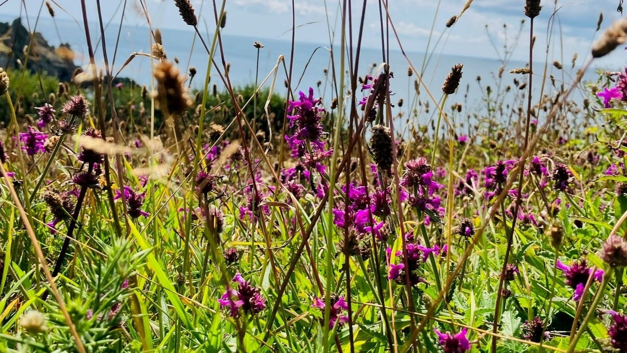 eden project wildflower bank