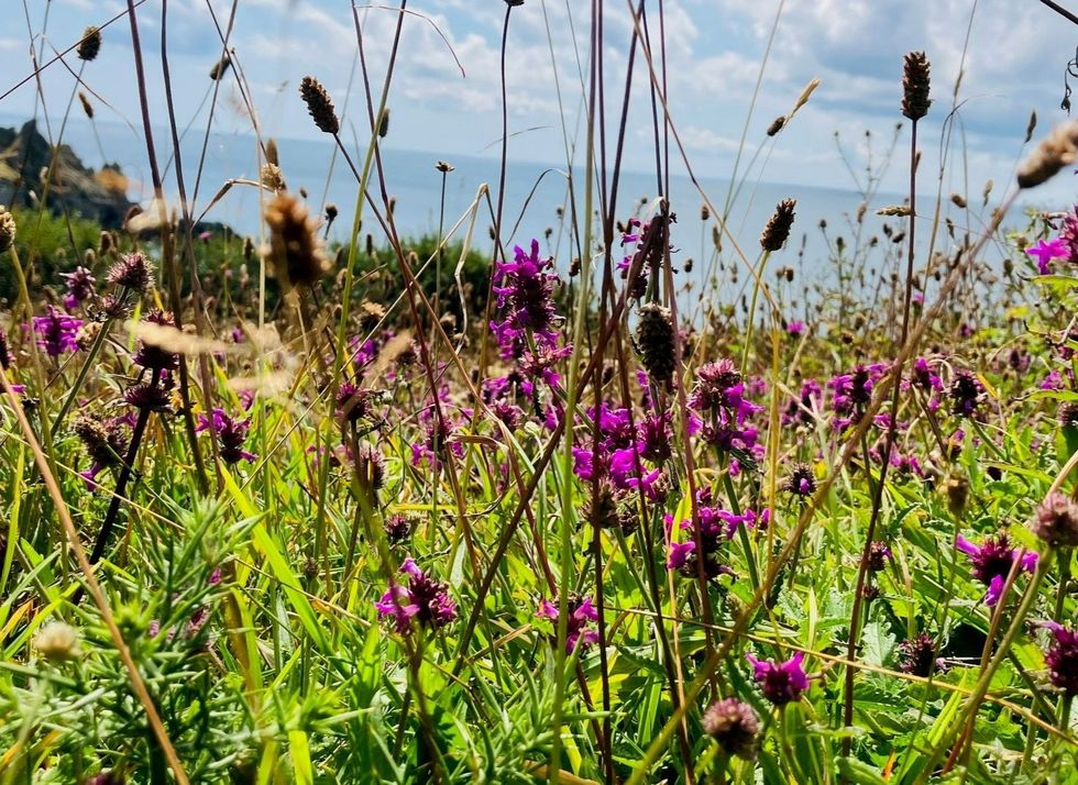 eden project wildflower bank