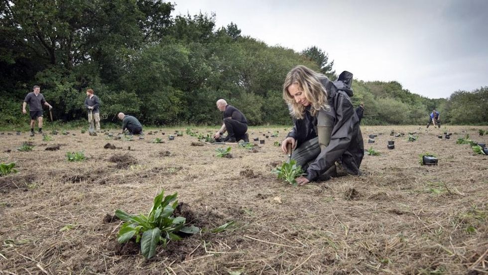 eden project wildflower bank