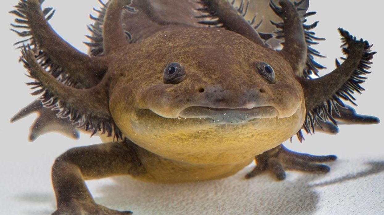 EDGE of Existence programme