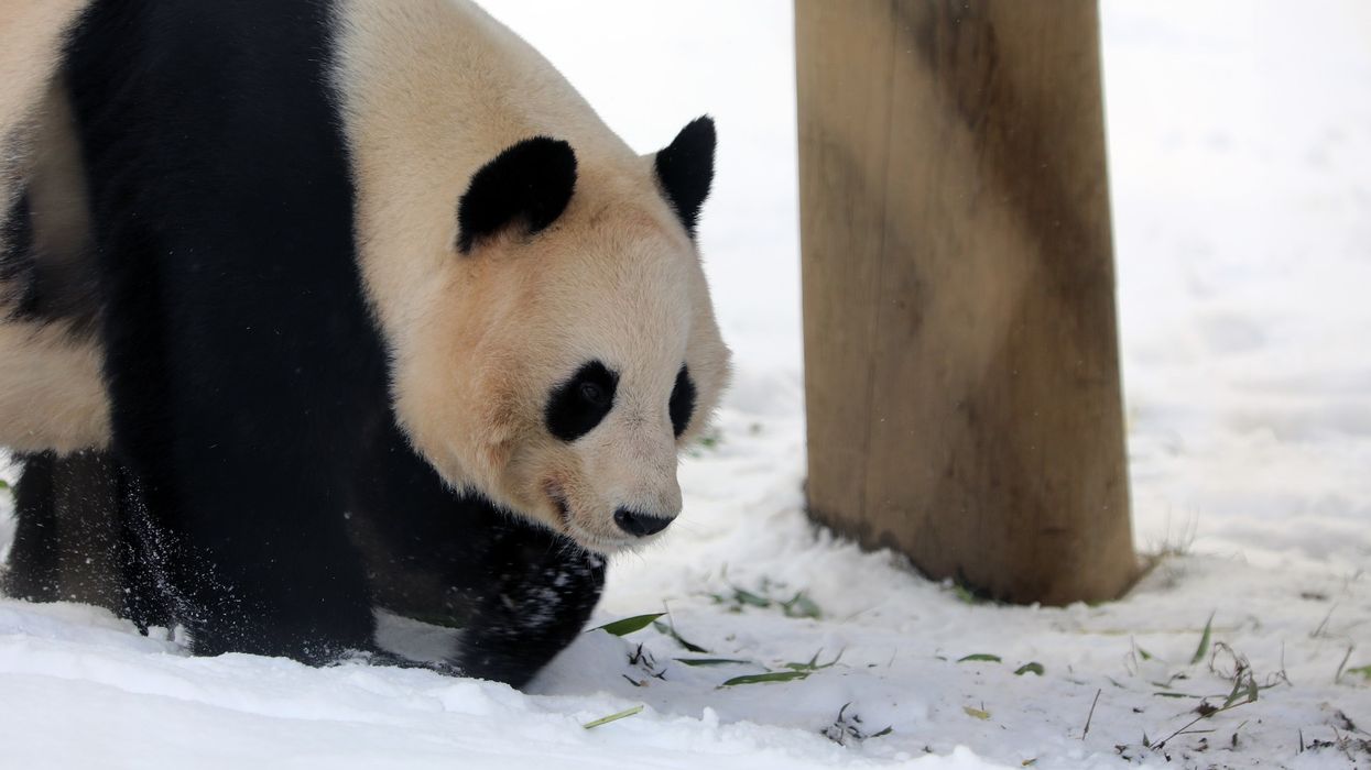 edinburgh zoo giant panda