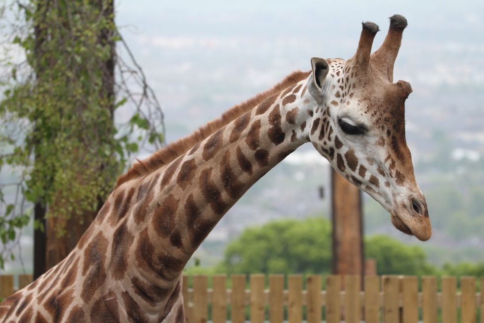 edinburgh zoo