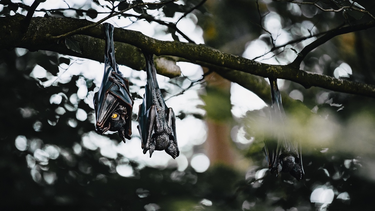 efteling danse macabre