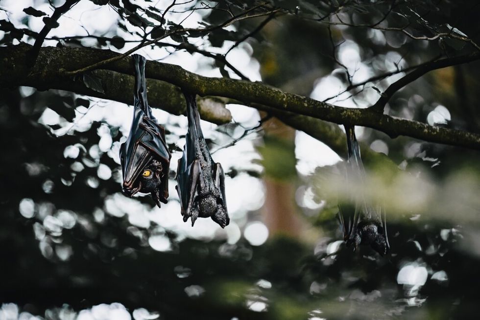 efteling danse macabre