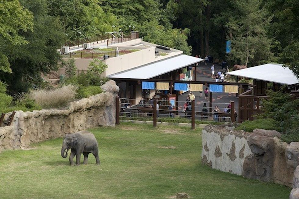 elephant at the smithsonian zoo