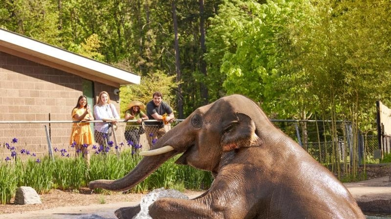 Elephant bathing in pool, onlookers watch from fence, surrounded by greenery at Oregon Zoo