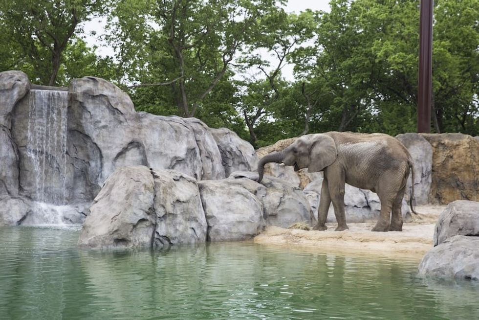 Elephant expedition Kansas City Zoo