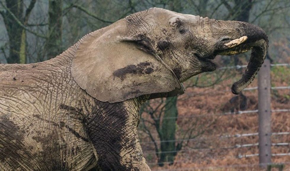 elephant knowsley