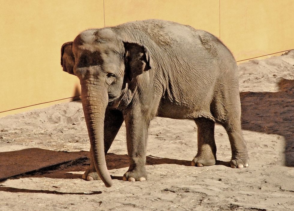 elephant LA zoo