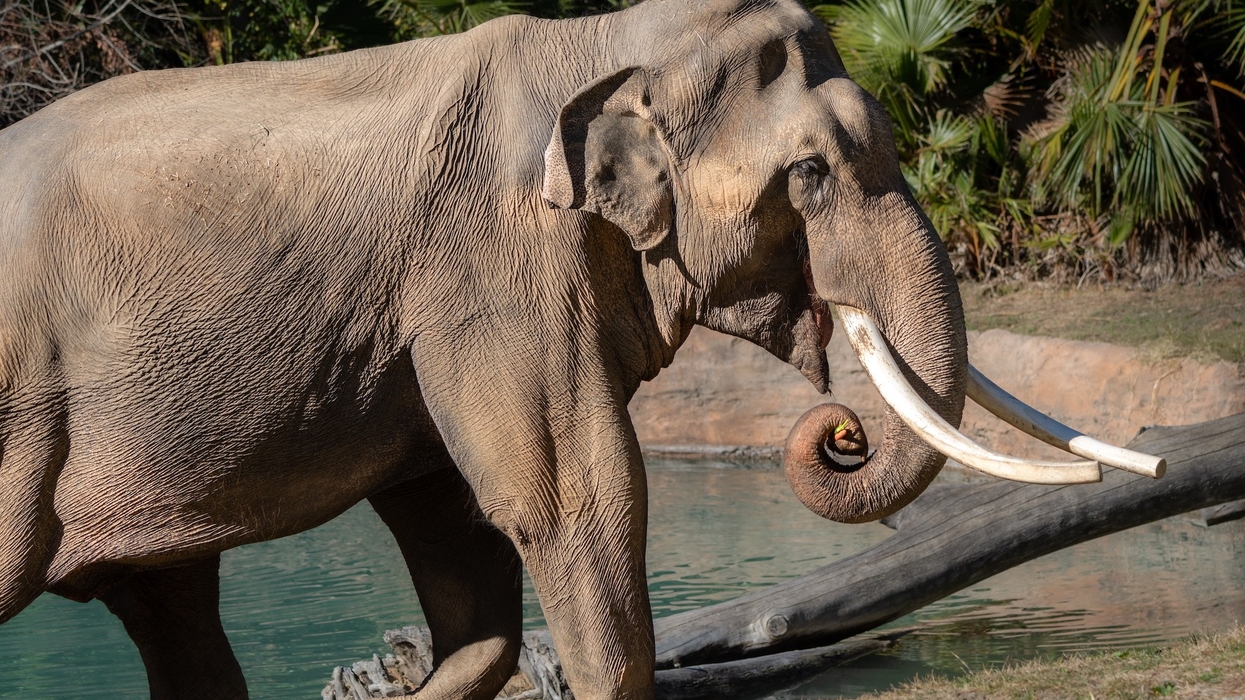 elephant la zoo