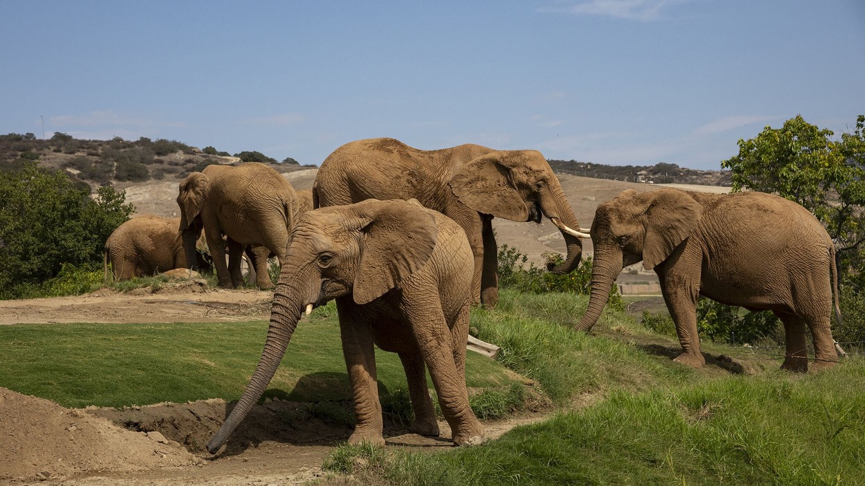 elephant valley san diego zoo safari park