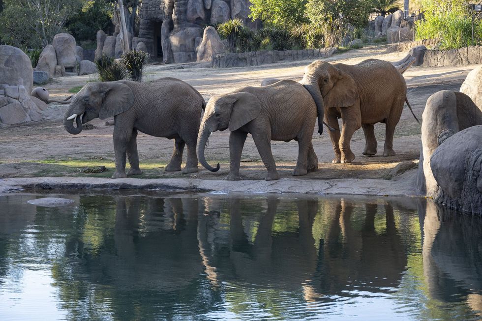 elephant valley san diego zoo safari park