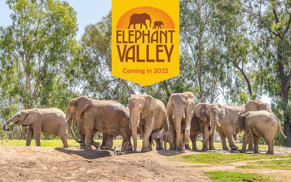 Elephant Valley San Diego Zoo