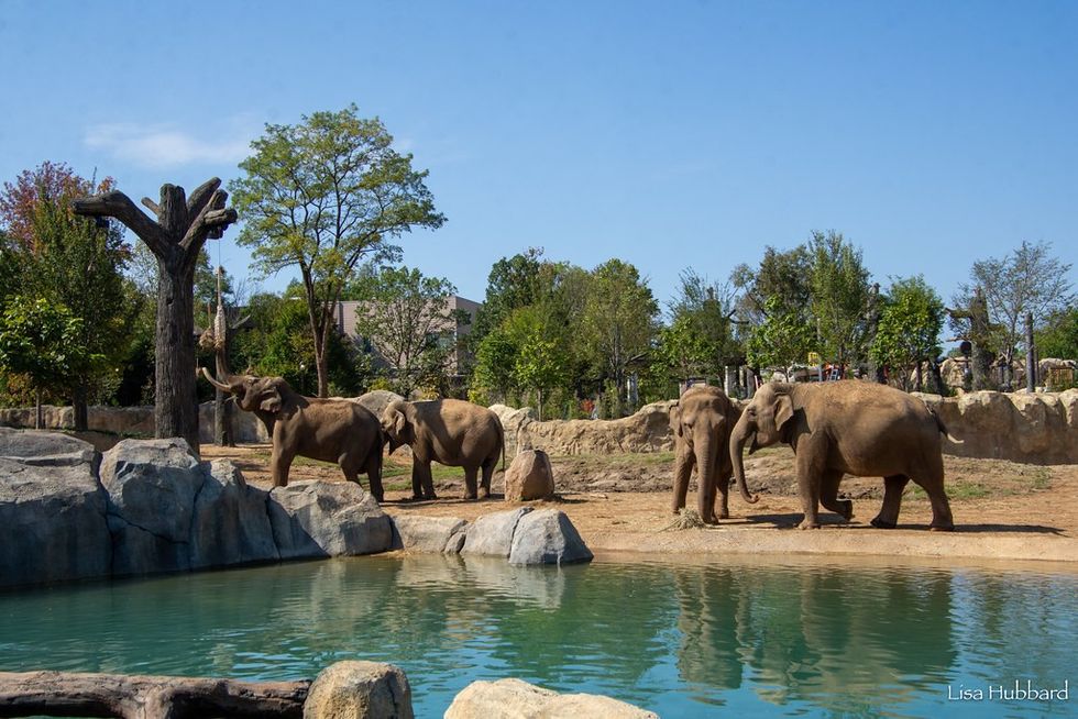elephants at Cincinnati Zoo