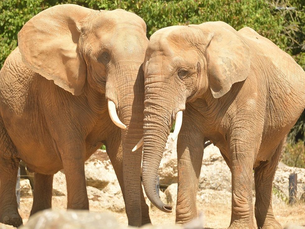 Elephants at Colchester Zoo