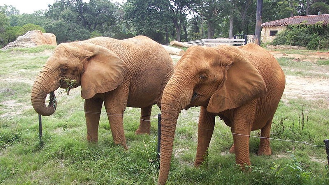 Elephants at Jackson Zoo in Mississippi.