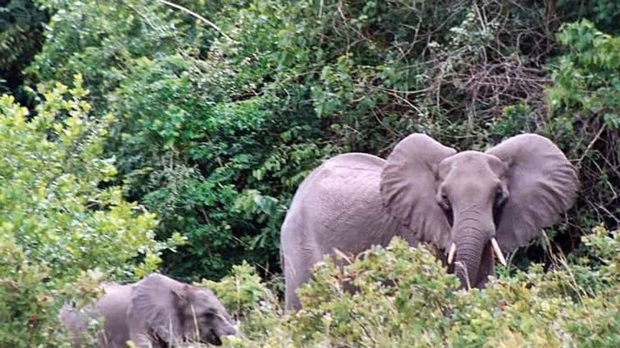 elephants at shimba reserve