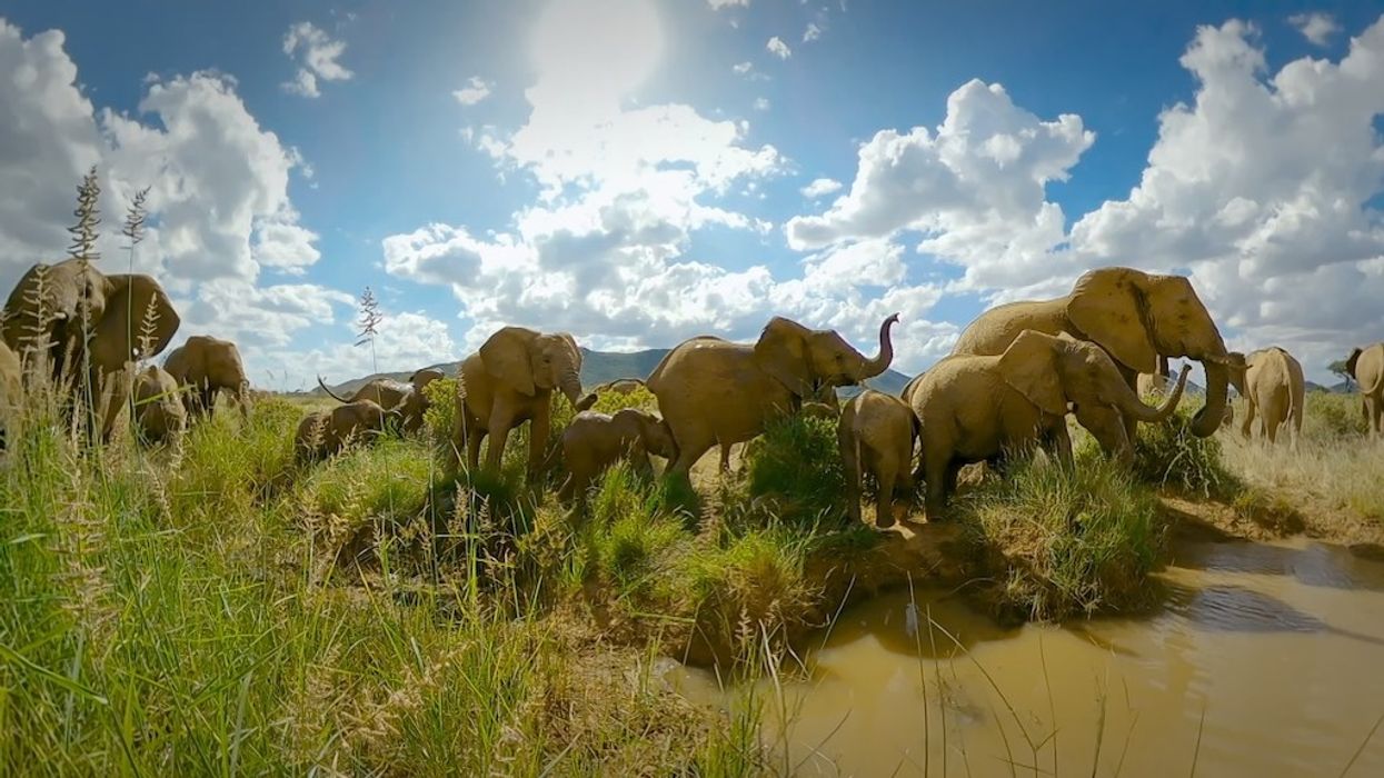 Elephants gather near a water source under a bright, cloudy sky.