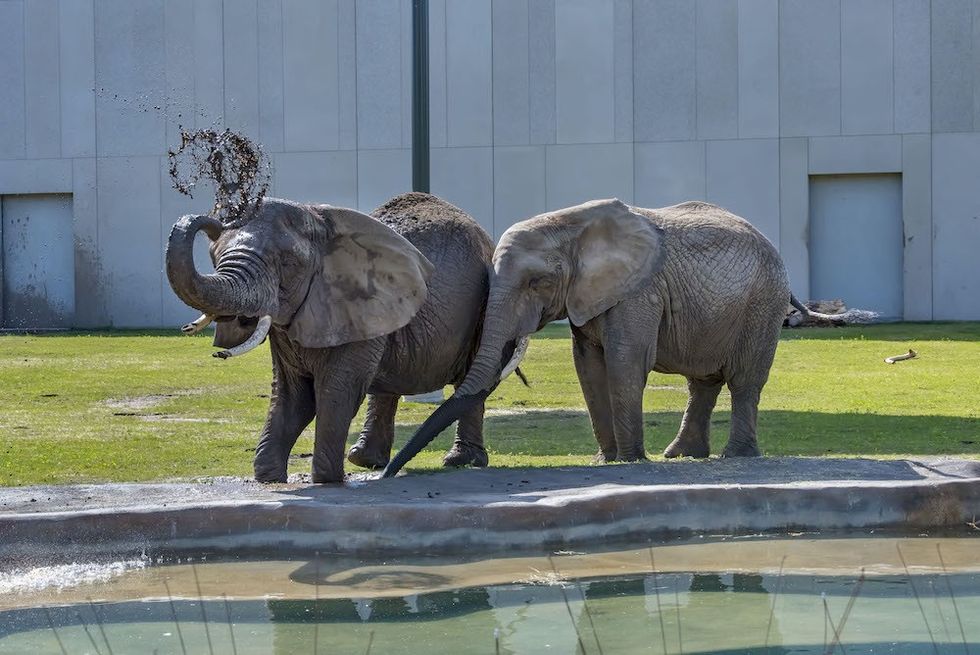 Elephants Milwaukee County Zoo