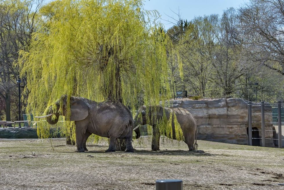 Elephants Milwaukee Zoo