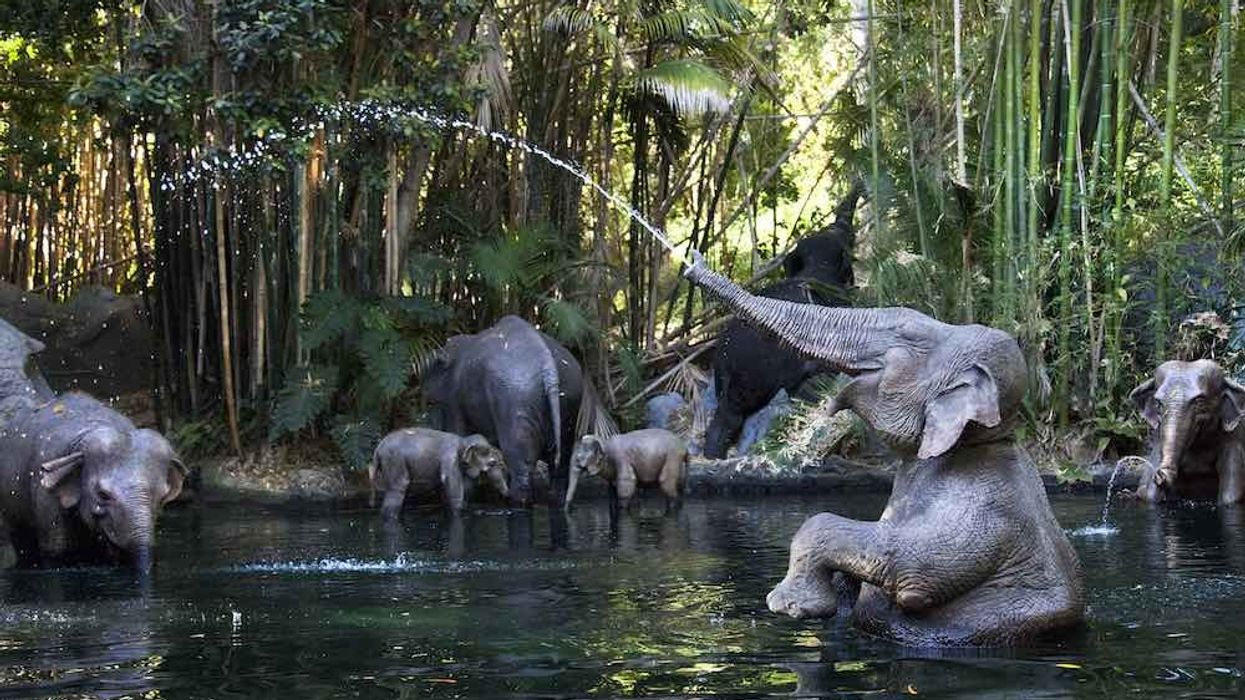 elephants on jungle cruise disneyland