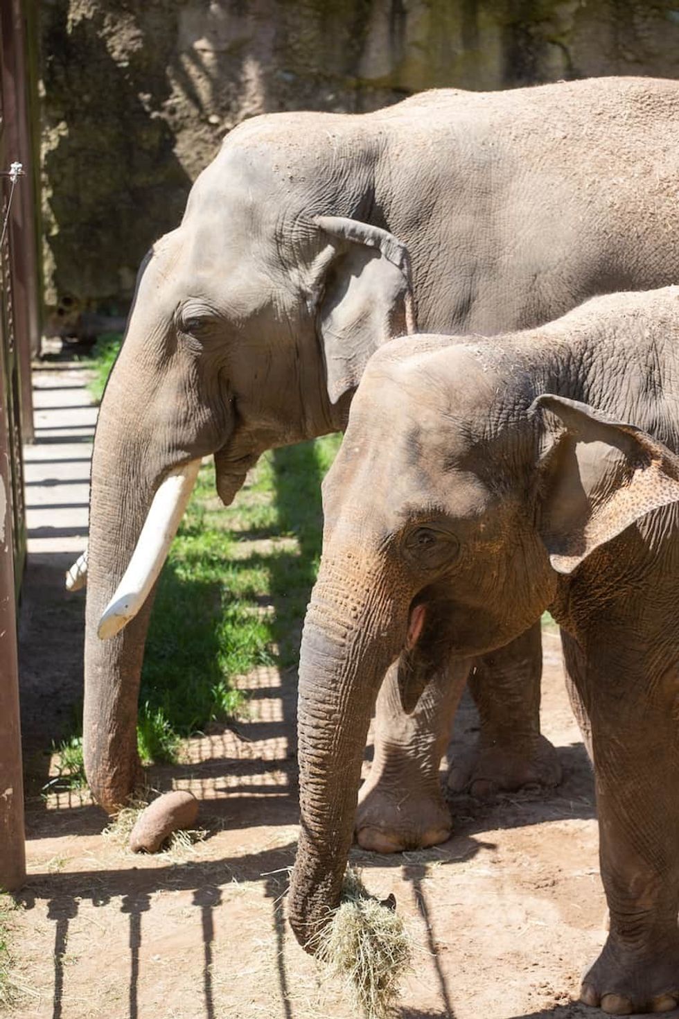 Elephants Smithsonian's National Zoo