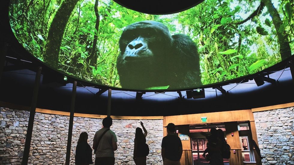 Elumenati Monkey close up projection